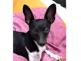 Pingo 