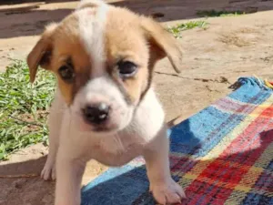 Cachorro raça SRD-ViraLata idade Abaixo de 2 meses nome doação urgente 