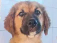 Bob 