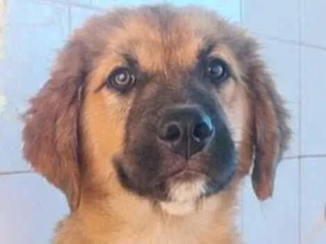 Cachorro raça Labrador  idade 2 a 6 meses nome Bob 