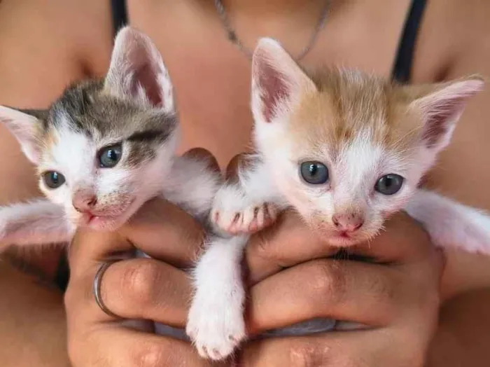 Gato raça SRD-ViraLata idade Abaixo de 2 meses nome Sr Pocinhas e Laranjette