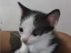 Gato raça SRD-ViraLata idade Abaixo de 2 meses nome Sr Frajola
