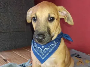 Cachorro raça SRD-ViraLata idade 2 a 6 meses nome Apolo e Pandora 