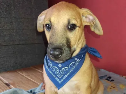 Cachorro raça SRD-ViraLata idade 2 a 6 meses nome Apolo e Pandora 