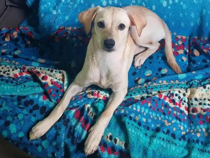 Cachorro raça SRD-ViraLata idade 7 a 11 meses nome Luna