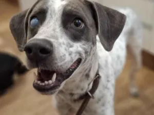 Cachorro raça SRD-ViraLata idade 1 ano nome Zeca