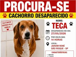 Cachorro raça SRD-ViraLata idade 6 ou mais anos nome Teca