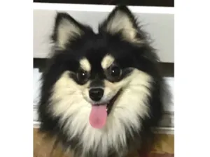 Cachorro raça Spitz Alemao idade 7 a 11 meses nome Kafka