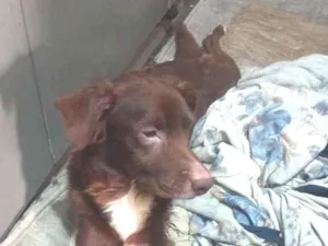 Cachorro raça SRD-ViraLata idade 5 anos nome Buzz