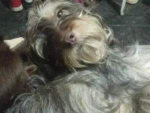 Cachorro raça SRD-ViraLata idade 2 anos nome MC