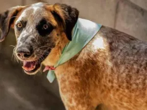 Cachorro raça SRD-ViraLata idade 5 anos nome Vermelho