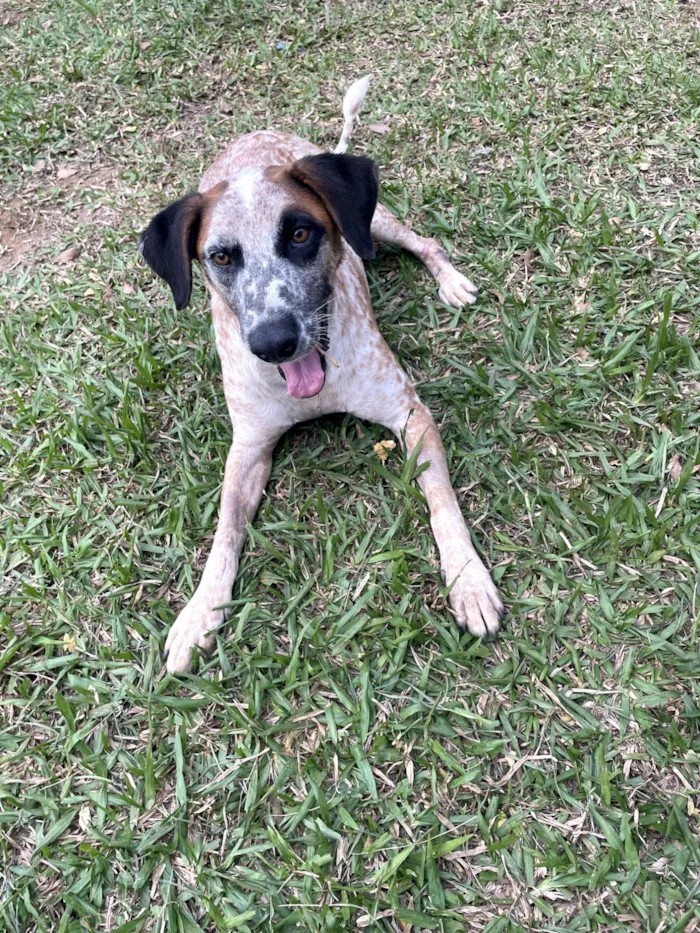 Cachorro raça SRD-ViraLata idade 5 anos nome Vermelho