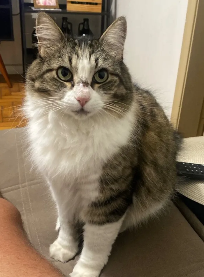 Gato raça SRD-ViraLata idade 2 anos nome Ninica