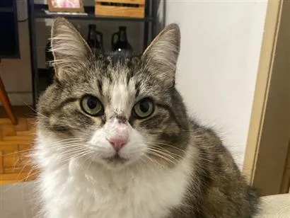 Gato raça SRD-ViraLata idade 2 anos nome Ninica