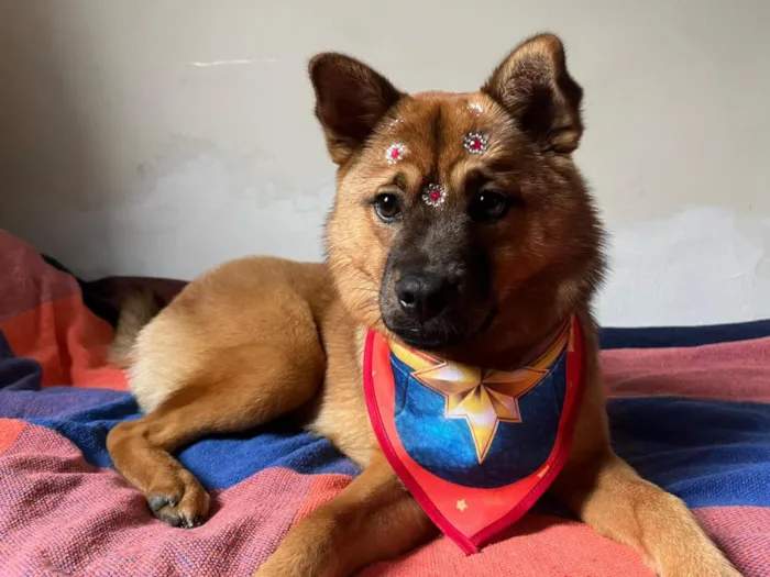 Cachorro raça SRD-ViraLata idade 1 ano nome Lina