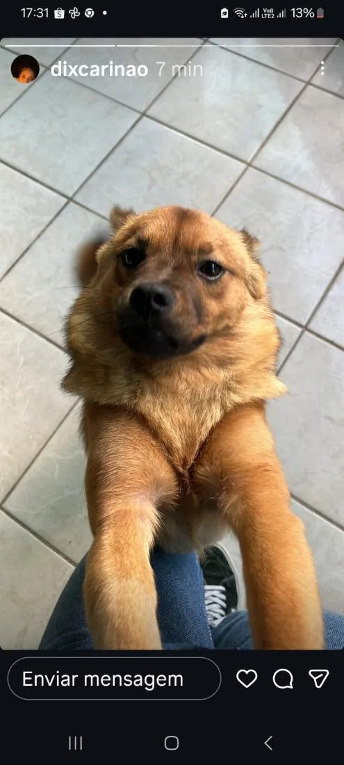 Cachorro raça SRD-ViraLata idade 1 ano nome Lina