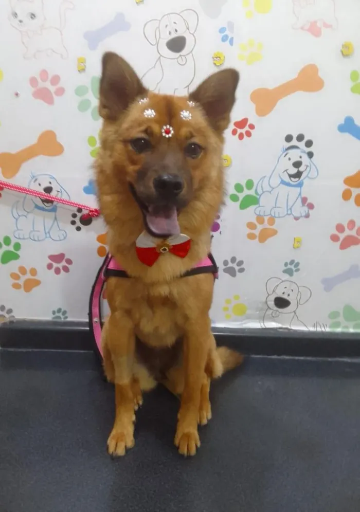 Cachorro raça SRD-ViraLata idade 1 ano nome Lina