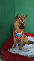 Lina