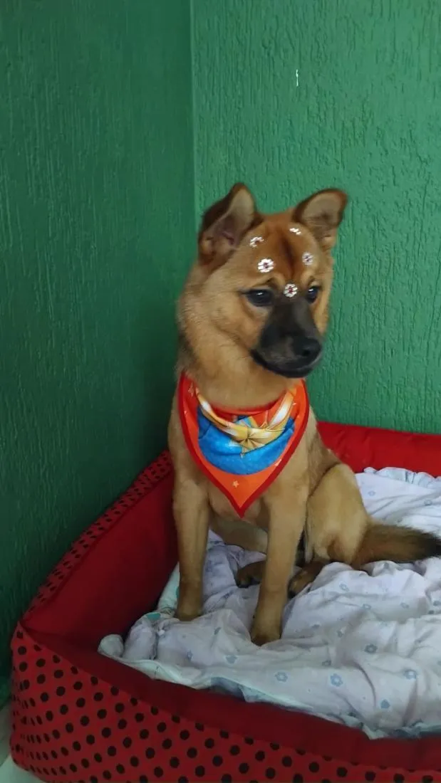 Cachorro raça SRD-ViraLata idade 1 ano nome Lina
