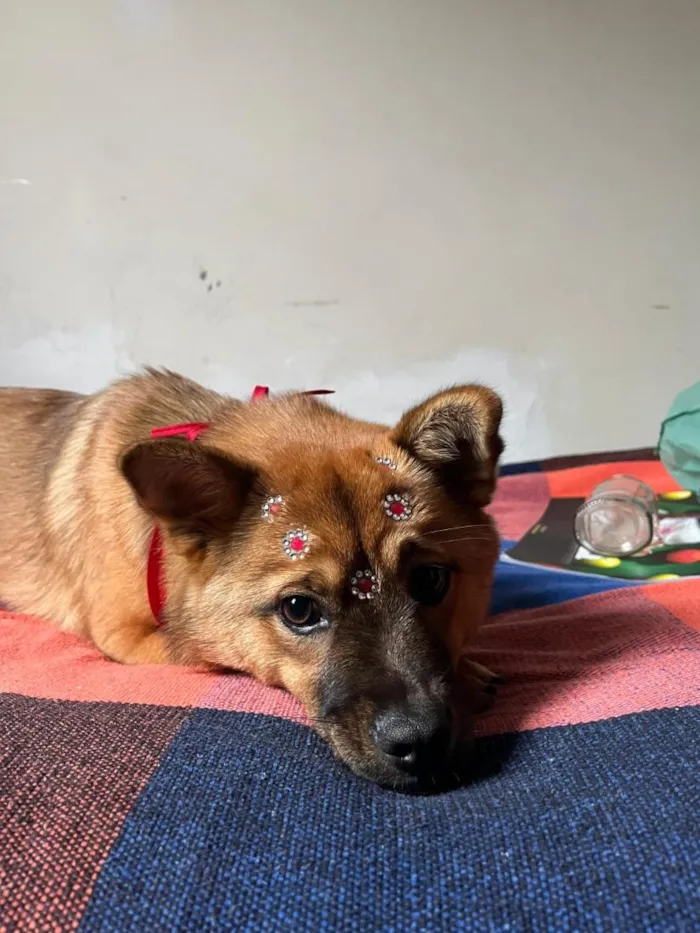 Cachorro raça SRD-ViraLata idade 1 ano nome Lina