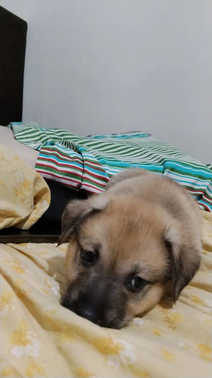 Cachorro raça SRD-ViraLata idade Abaixo de 2 meses nome Duduxo