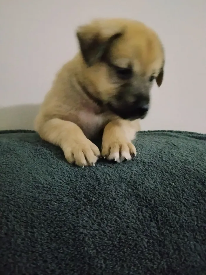 Cachorro raça SRD-ViraLata idade Abaixo de 2 meses nome Duduxo