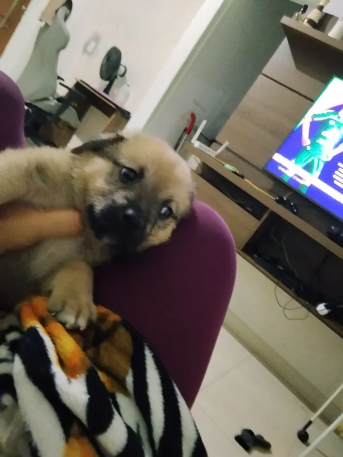 Cachorro raça SRD-ViraLata idade Abaixo de 2 meses nome Duduxo