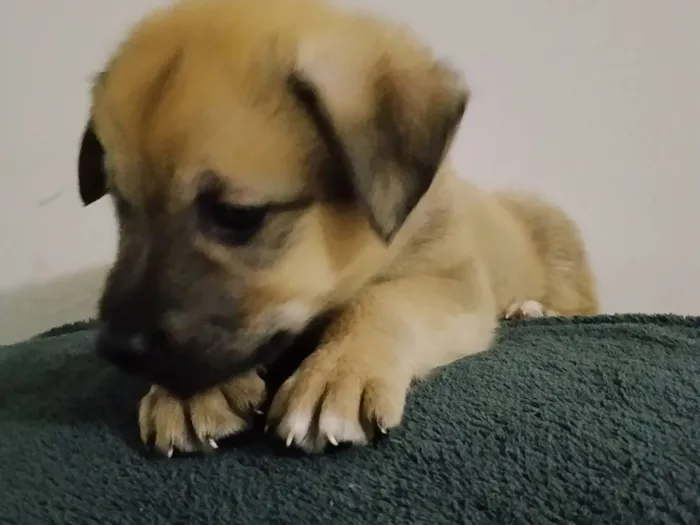 Cachorro raça SRD-ViraLata idade Abaixo de 2 meses nome Duduxo