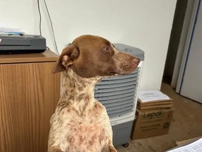 Cachorro raça SRD-ViraLata idade 1 ano nome Jade