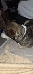 zimba