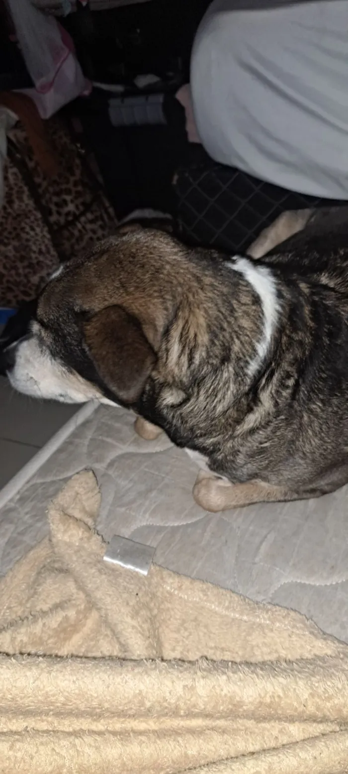 Cachorro raça SRD-ViraLata idade 6 ou mais anos nome zimba