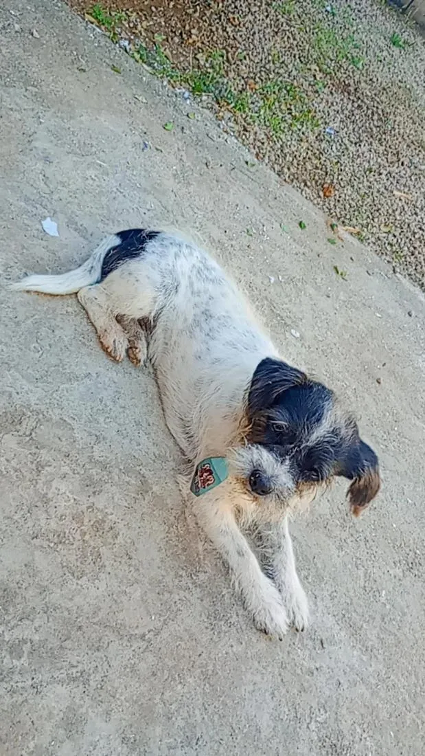 Cachorro raça SRD-ViraLata idade 6 ou mais anos nome bolt