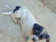 bolt