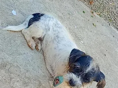 Cachorro raça SRD-ViraLata idade 6 ou mais anos nome bolt