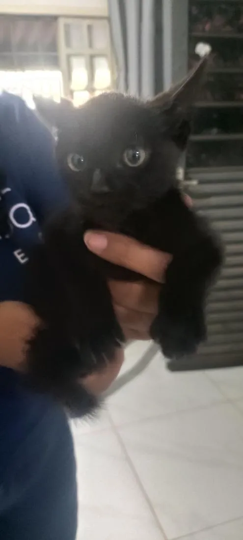 Gato raça SRD-ViraLata idade 2 a 6 meses nome sem nome 