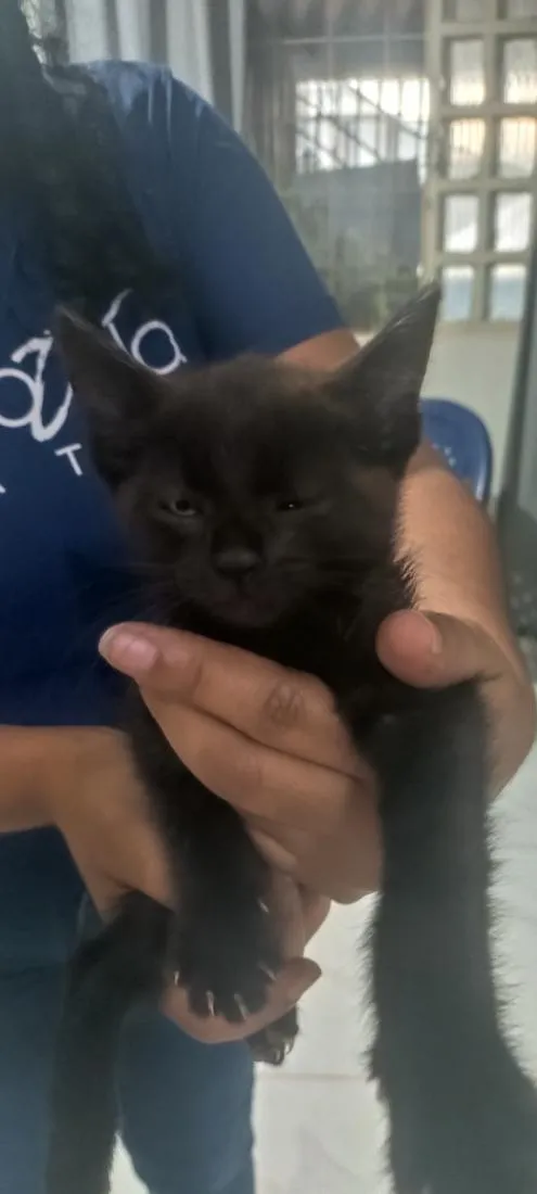 Gato raça SRD-ViraLata idade 2 a 6 meses nome sem nome 