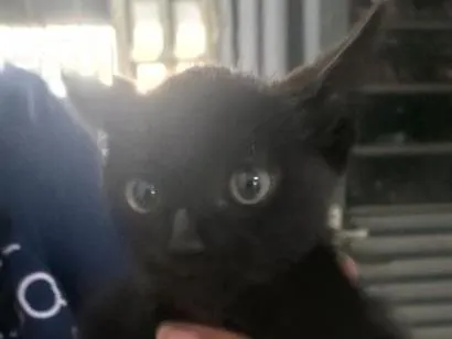 Gato raça SRD-ViraLata idade 2 a 6 meses nome sem nome 