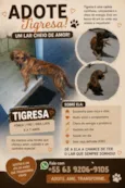 Tigresa
