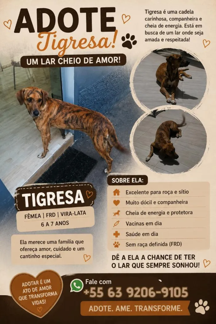Cachorro raça SRD-ViraLata idade 6 ou mais anos nome Tigresa