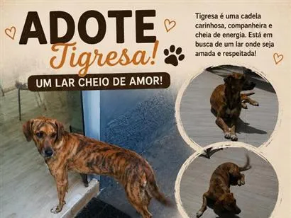 Cachorro raça SRD-ViraLata idade 6 ou mais anos nome Tigresa