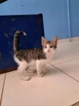 Tom