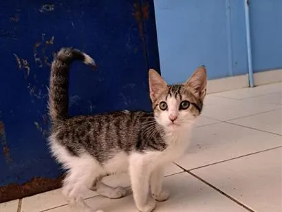 Gato raça SRD-ViraLata idade 2 a 6 meses nome Tom