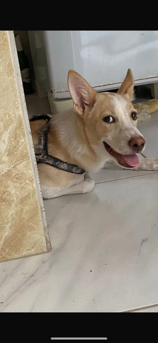 Cachorro raça SRD-ViraLata idade 7 a 11 meses nome Tumatinha