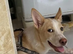 Cachorro raça SRD-ViraLata idade 7 a 11 meses nome Tumatinha