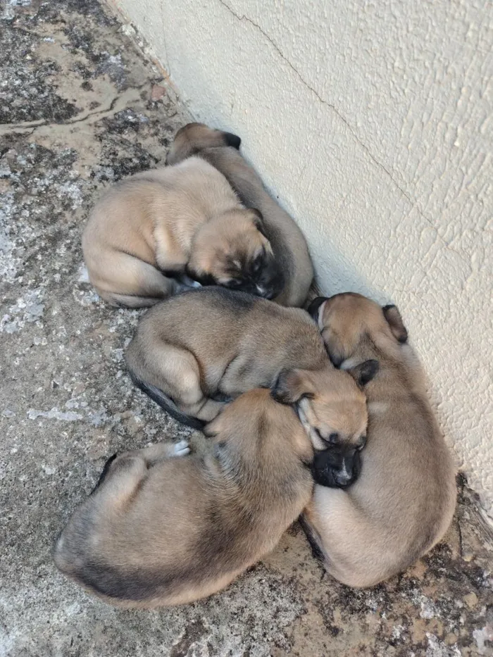 Cachorro raça SRD-ViraLata idade Abaixo de 2 meses nome sem nome 