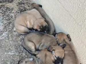 Cachorro raça SRD-ViraLata idade Abaixo de 2 meses nome sem nome 