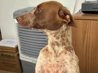 Cachorro raça SRD-ViraLata idade 1 ano nome Jade