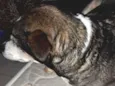 zimba