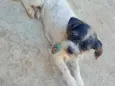 bolt