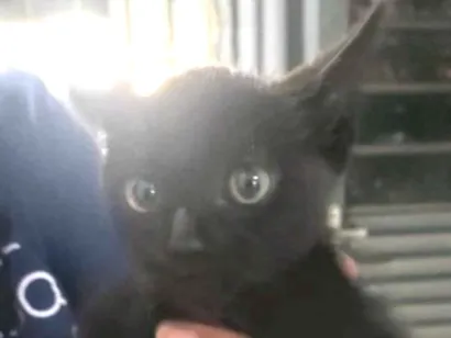 Gato raça SRD-ViraLata idade 2 a 6 meses nome sem nome 